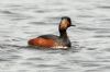 Black-necked Grebe at West Canvey Marsh (RSPB) (Steve Arlow) (58850 bytes)